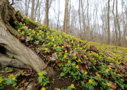 Winterlinge  Gelbe Pracht In Jena 2024 14